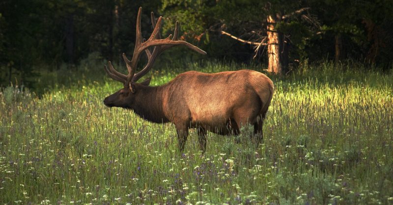 Hunting Gear for sale in Colorado Springs, Colorado